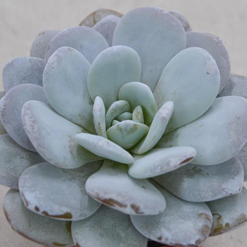 Echeveria laui - 10,5cm