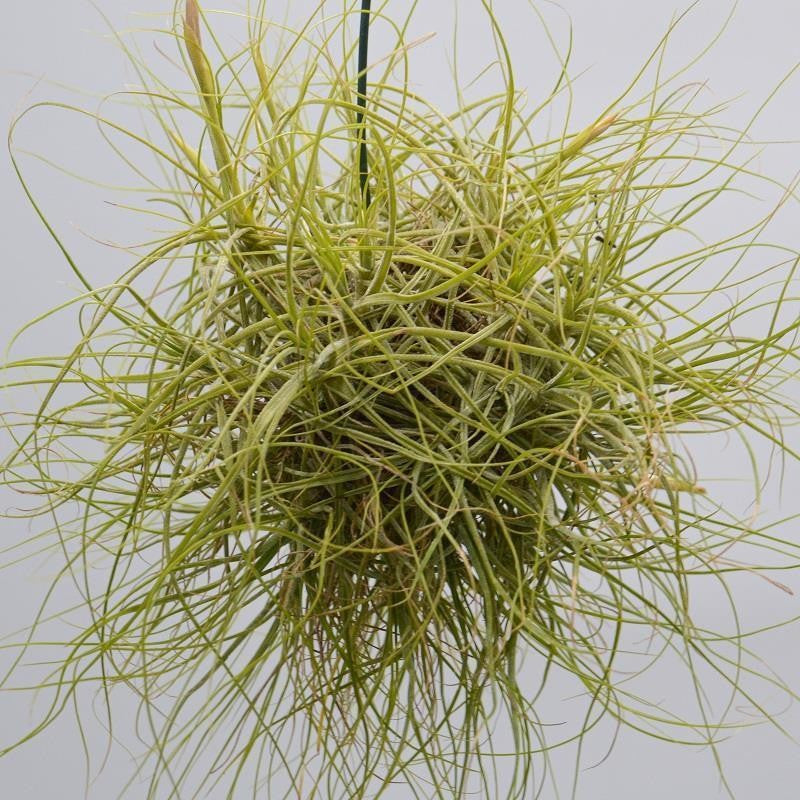 Tillandsia schiedeana - Ball