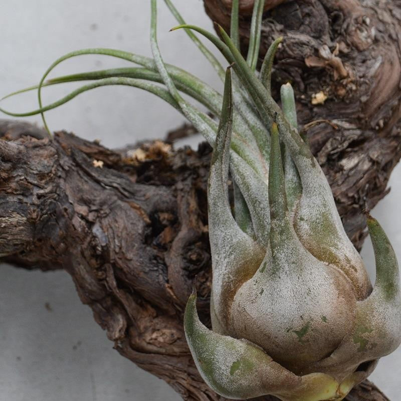 Tillandsia seleriana