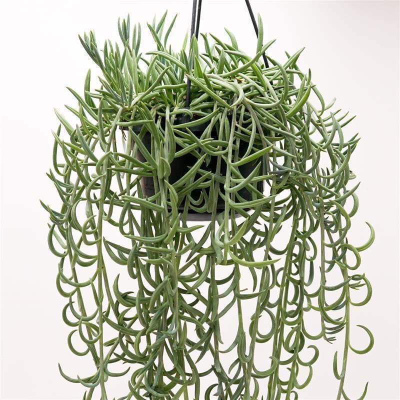 Senecio radicans - 14cm Ampel