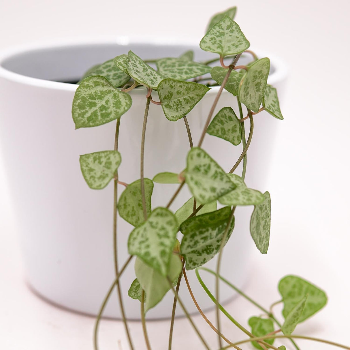 Ceropegia woodii Heartless - 8cm