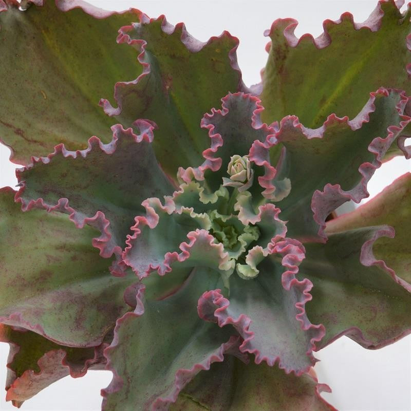 Echeveria Giant Blue - 12cm