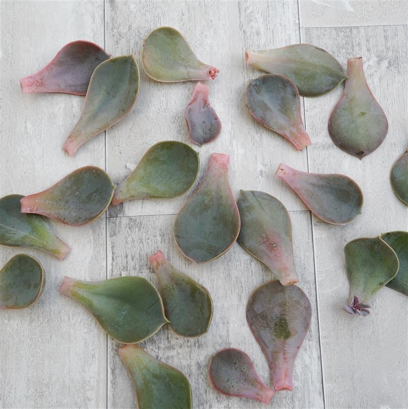 Blattstecklinge Echeveria Metallica, 10 Stück