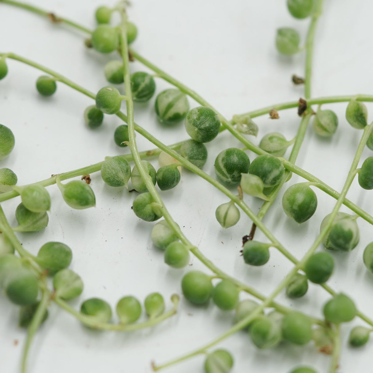 Senecio rowleyanus f. variegata 10 Stecklinge