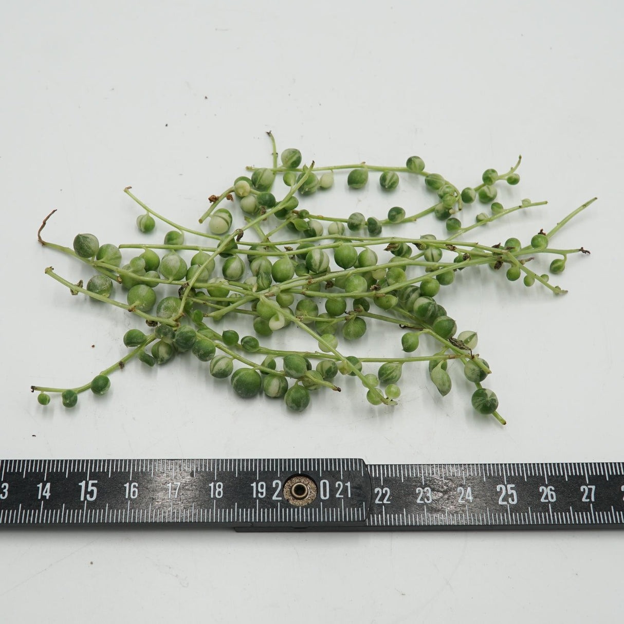 Senecio rowleyanus f. variegata 10 Stecklinge
