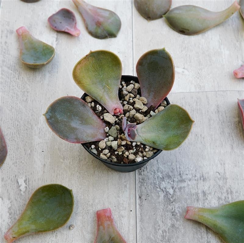 Echeveria Metallica leaf cuttings, 25 pieces