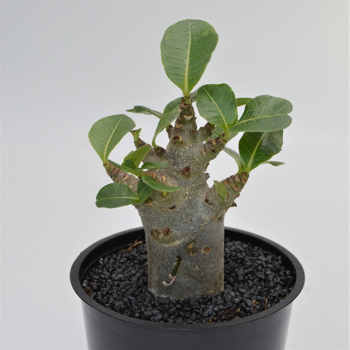 Adenium obesum Baobab - 12cm