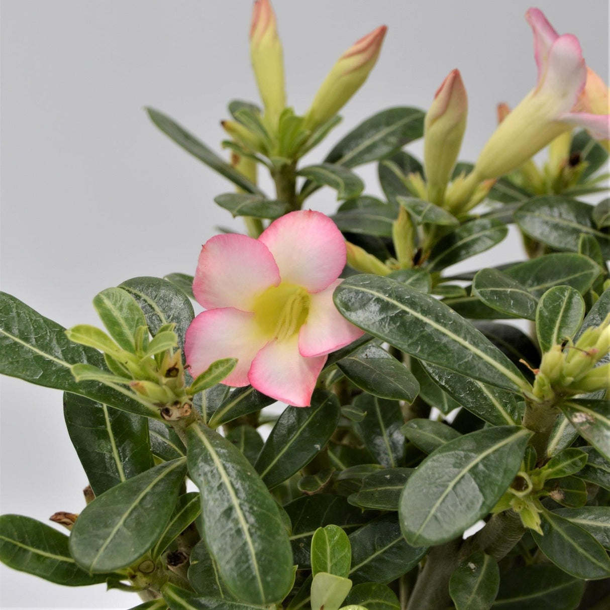 Adenium obesum Pink Star - 14cm