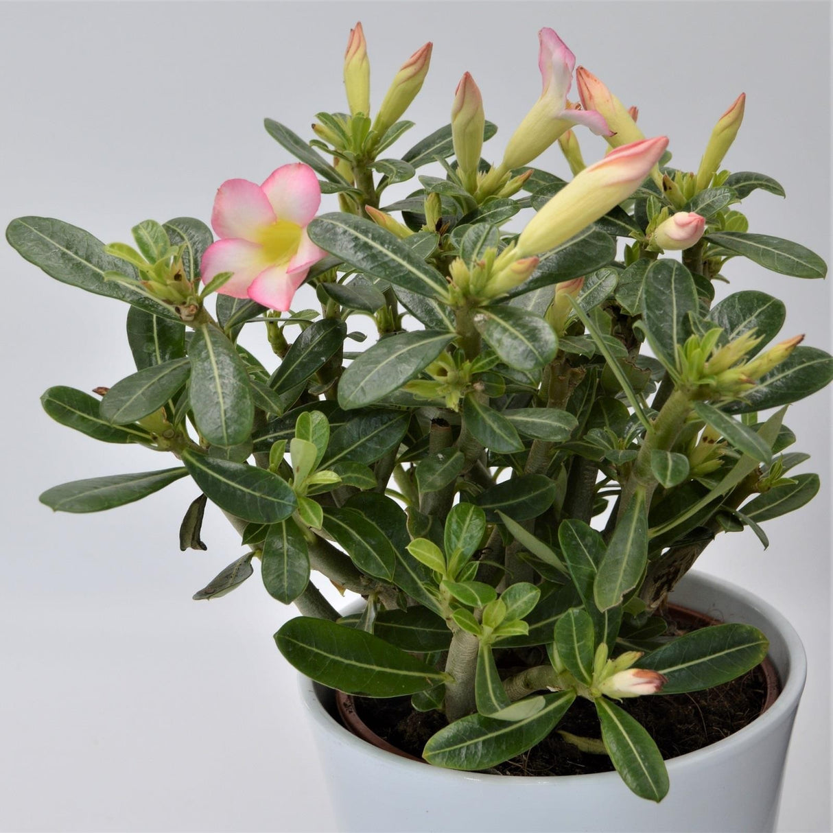 Adenium obesum Pink Star - 14cm