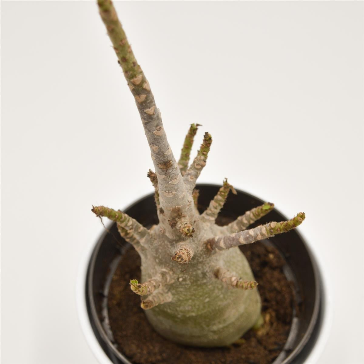 Adenium Thai Temple - 12cm