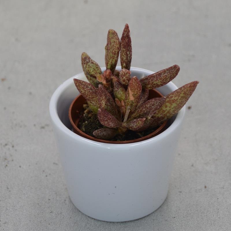 Adromischus marianiae var. antidorcatum - 5,5cm