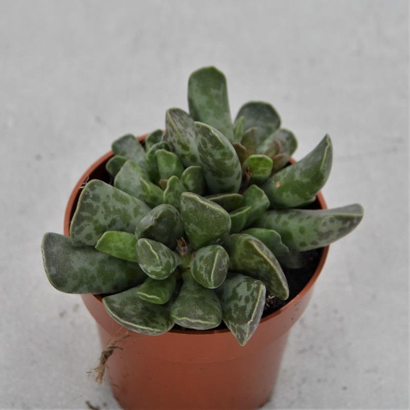 Adromischus cooperi - 8,5cm