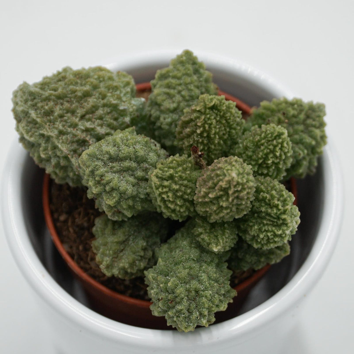 Adromischus Green Coral - 5.5cm