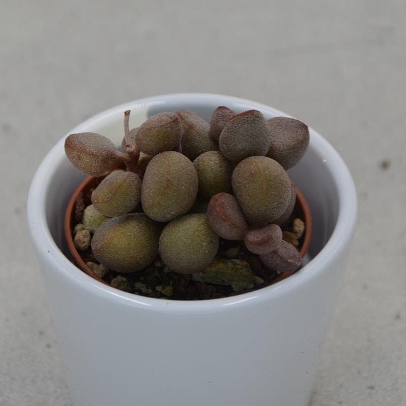 Adromischus marianiae cv. Little Spheroid - 5,5cm