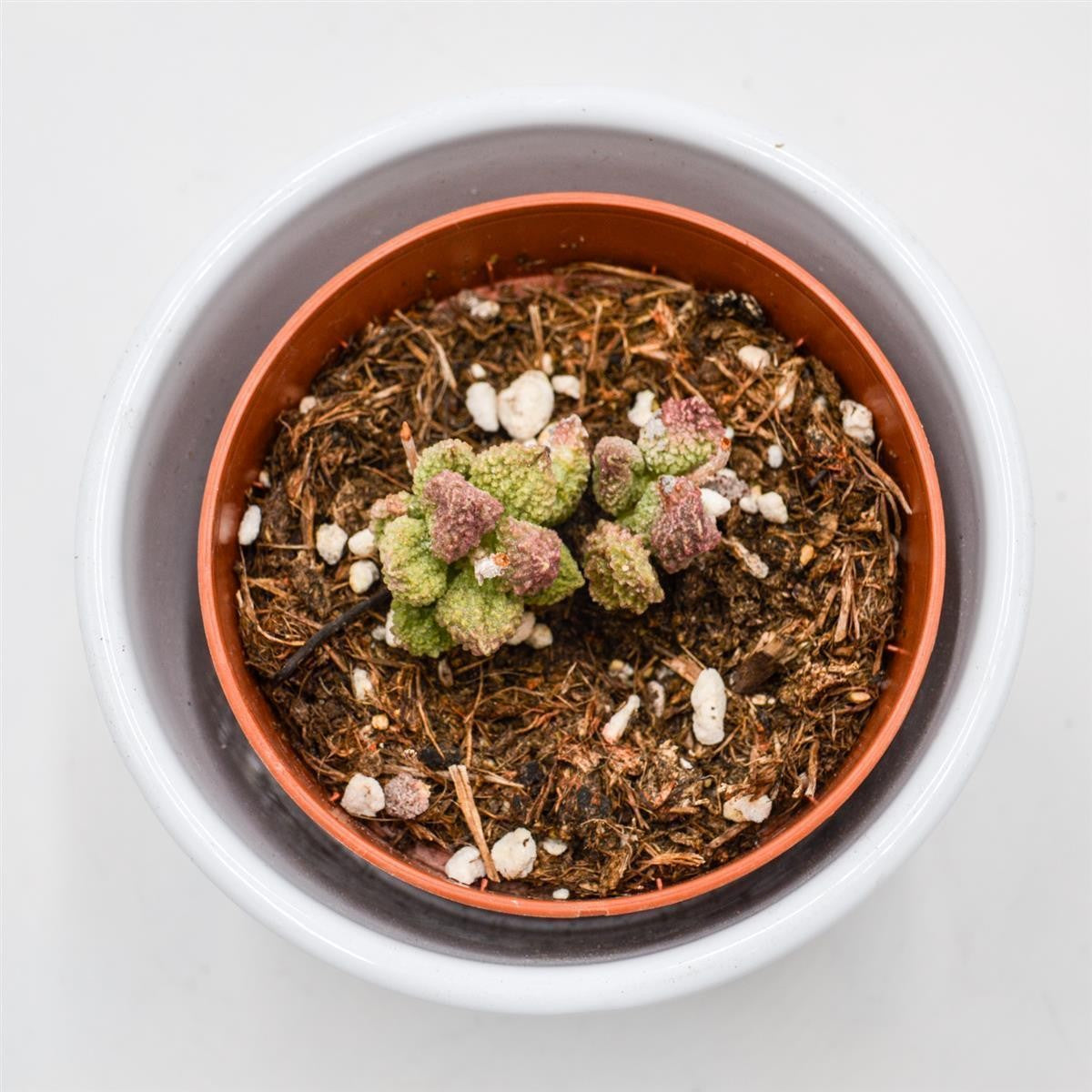 Adromischus marianiae cv. Pink Coral - 8.5cm