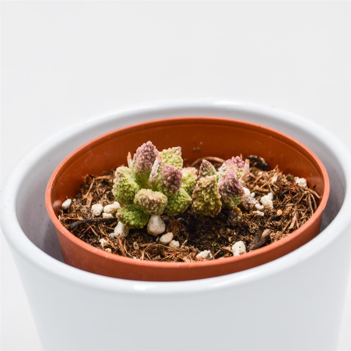 Adromischus marianiae cv. Pink Coral - 8.5cm