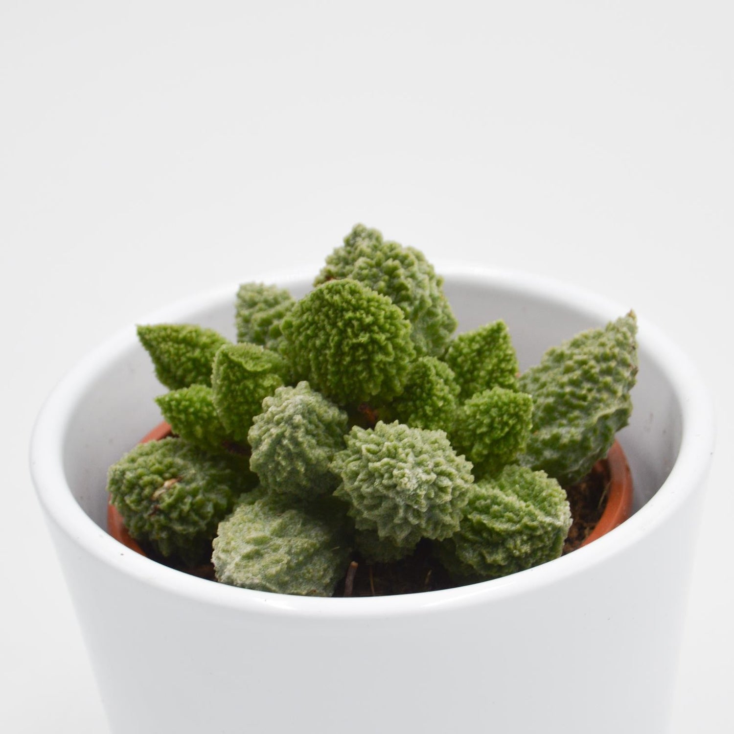 Adromischus marianiae Lime Drops - 8.5cm