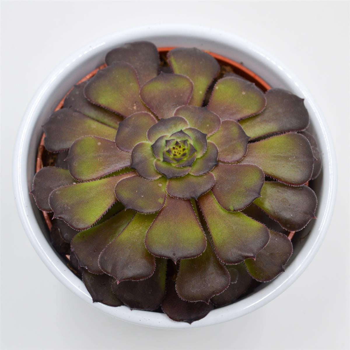 Aeonium arboreum Velours - 10,5cm