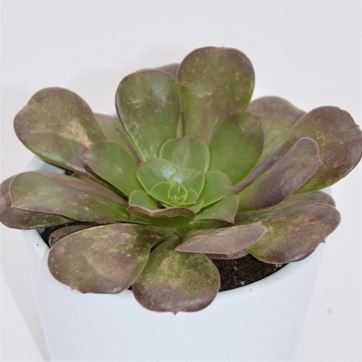 Aeonium arboreum Velours - 8,5cm