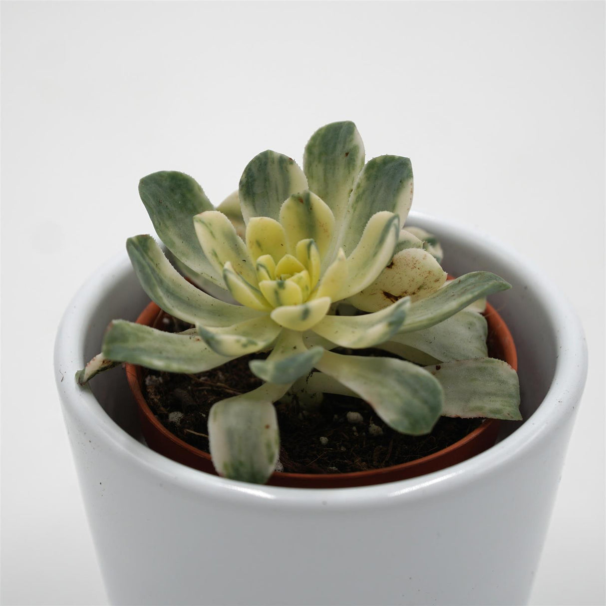 Aeonium domesticum f. variegata - 5,5cm
