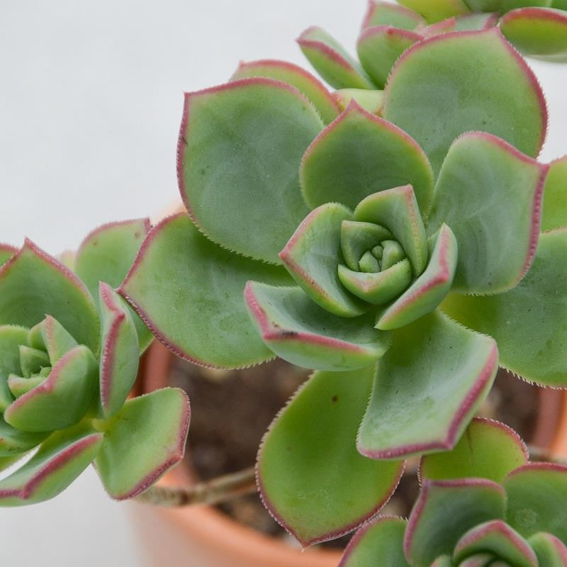 Aeonium haworthii Pinwheel - 6cm