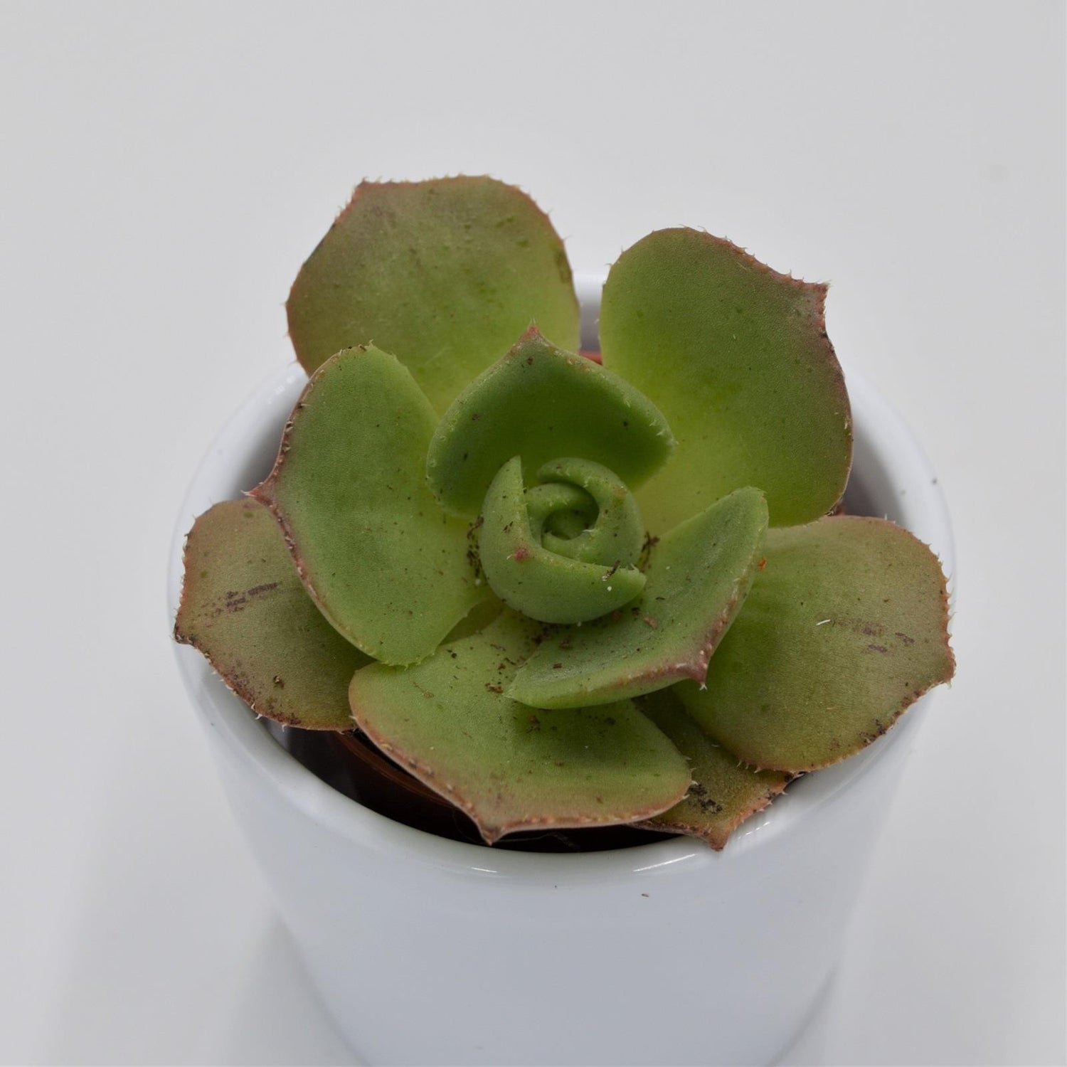 Aeonium leucoblepharum ssp. - 5.5cm