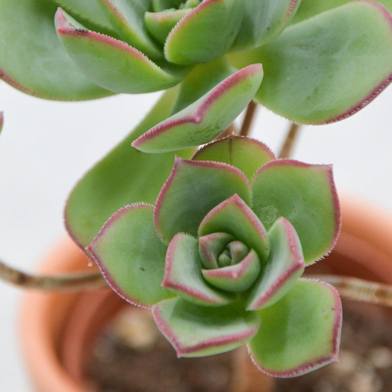 Aeonium haworthii Pinwheel - 6cm