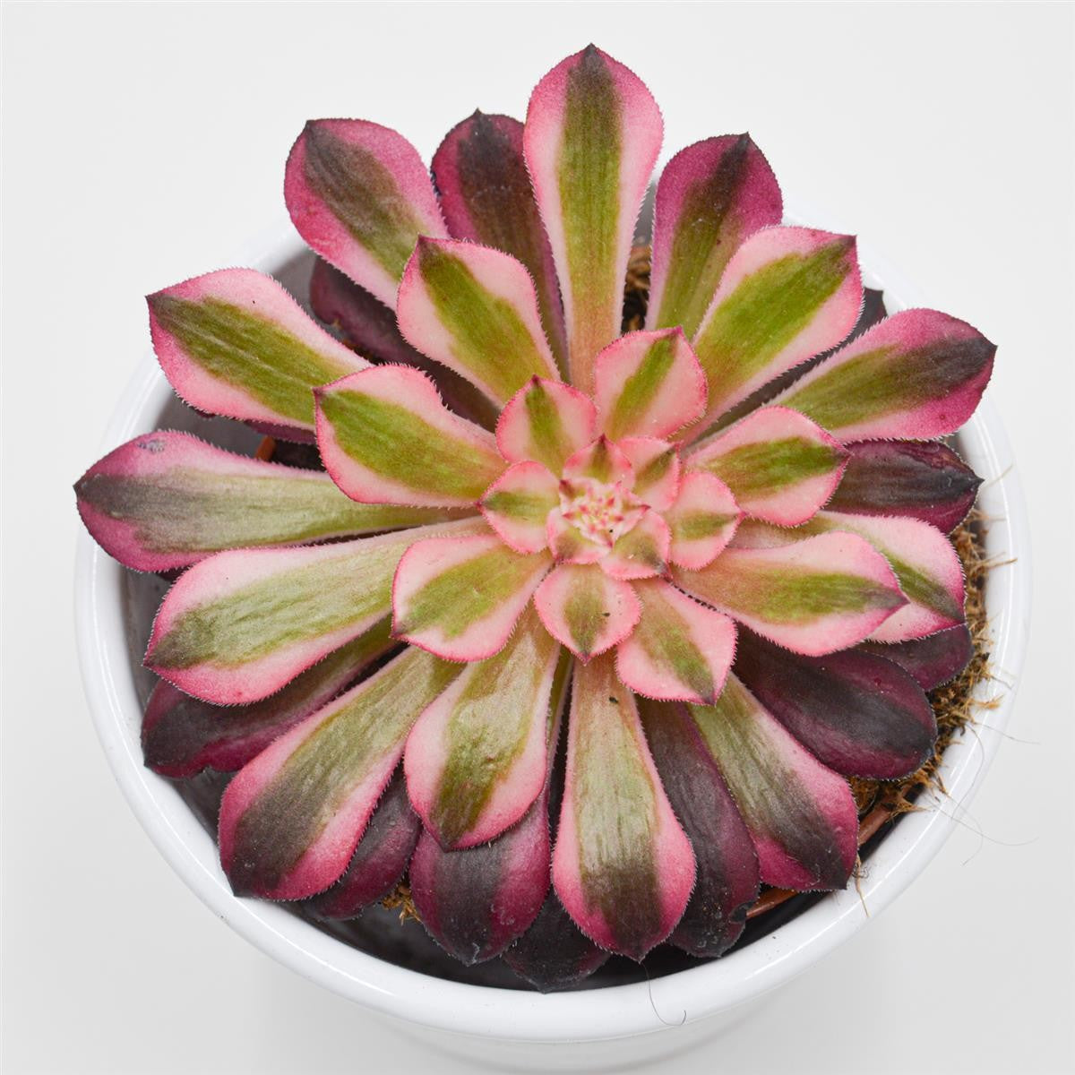 Aeonium Red Copper - 8,5cm