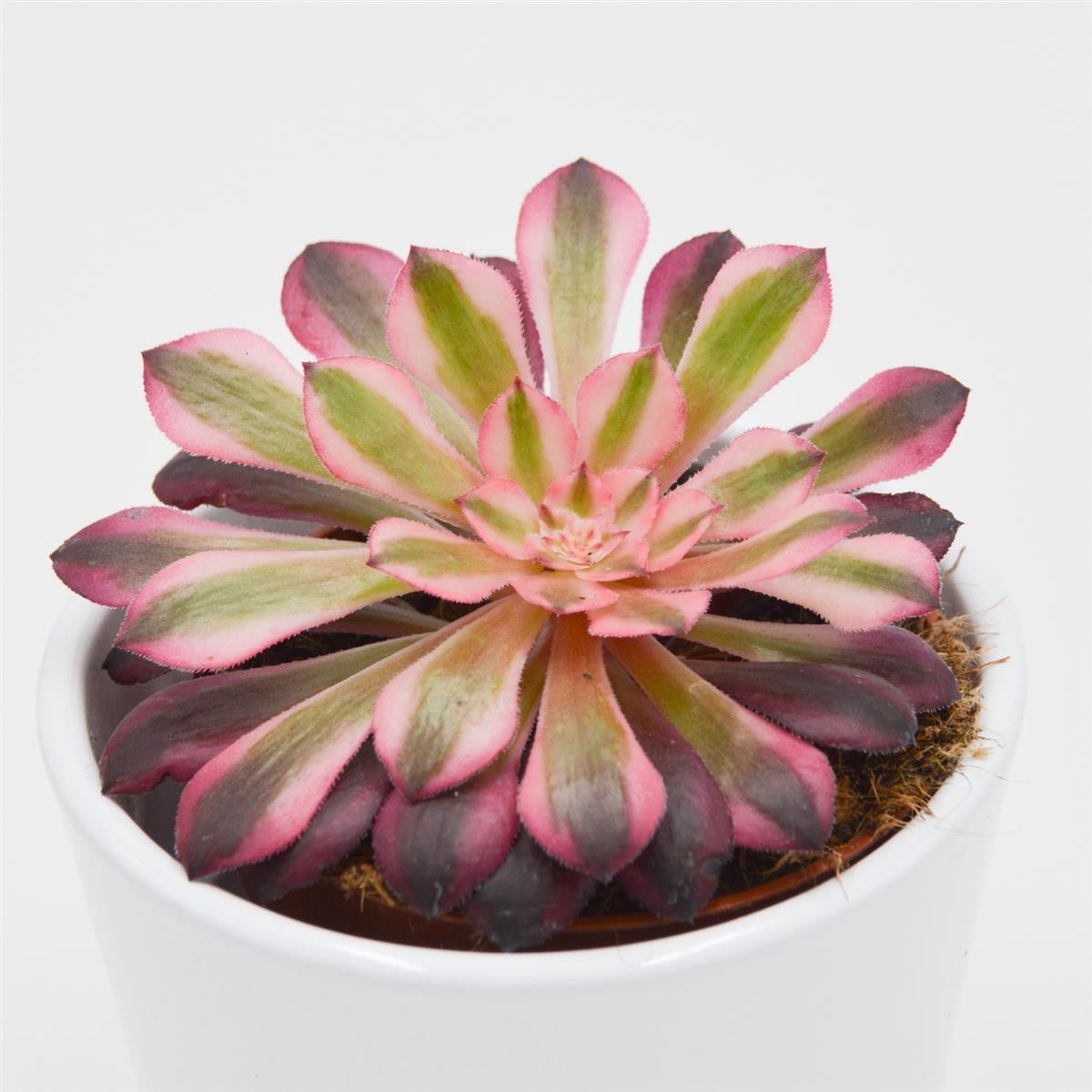 Aeonium Red Copper - 8,5cm