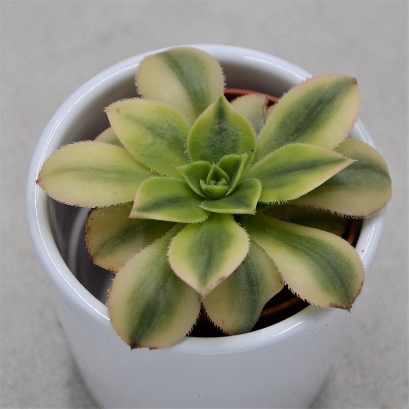Aeonium decorum Sunburst - 5.5cm