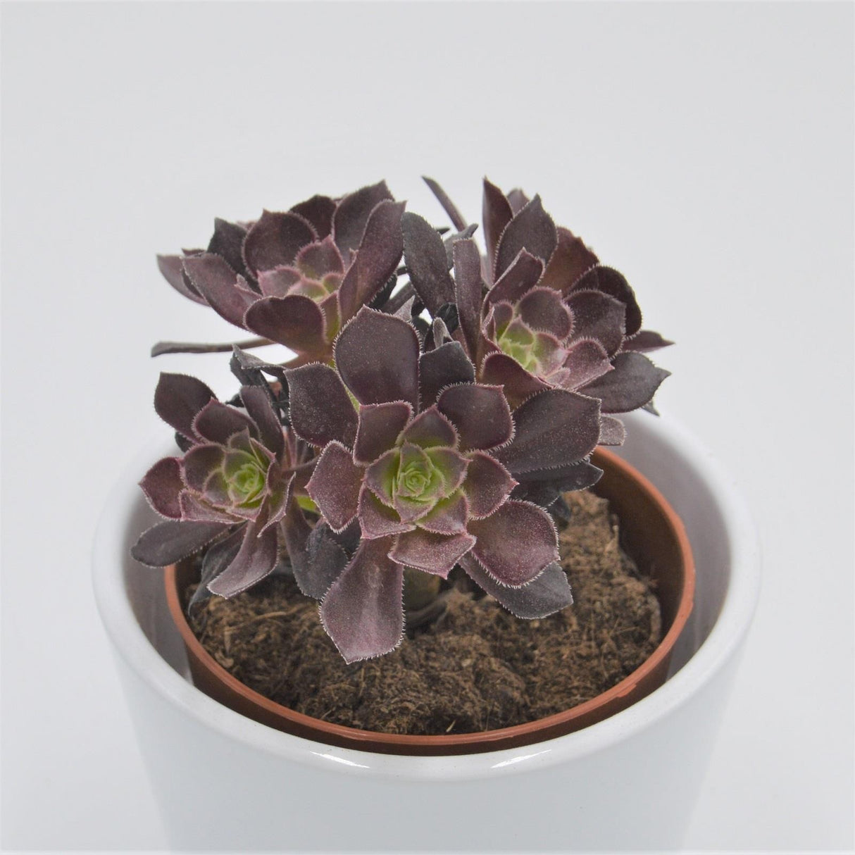 Aeonium arboreum Velours - 8,5cm