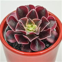 Aeonium Wheels of Fascination - 6cm