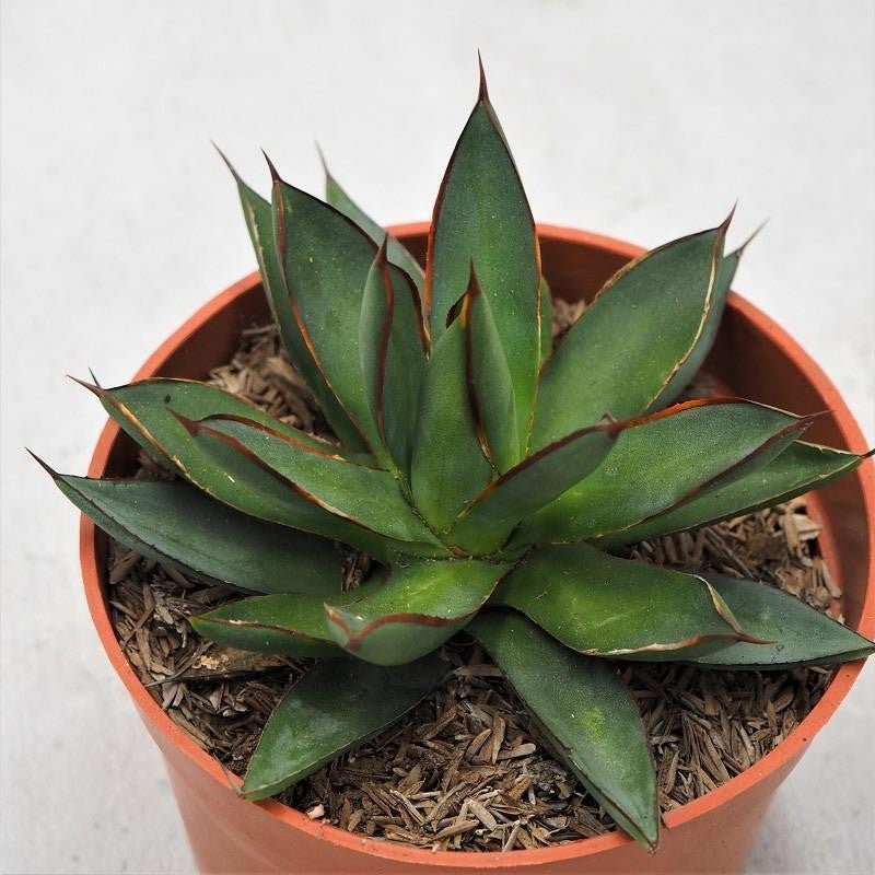 Agave Burnt Burgundy - 13cm
