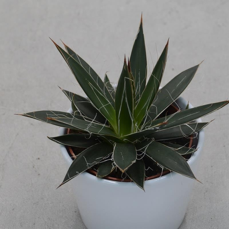 Agave filifera - 10.5cm