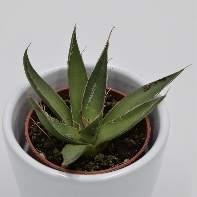 Agave filifera - 5.5cm
