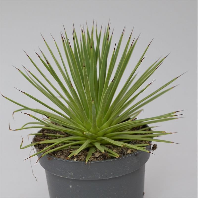 Agave striata v. nana - 12cm
