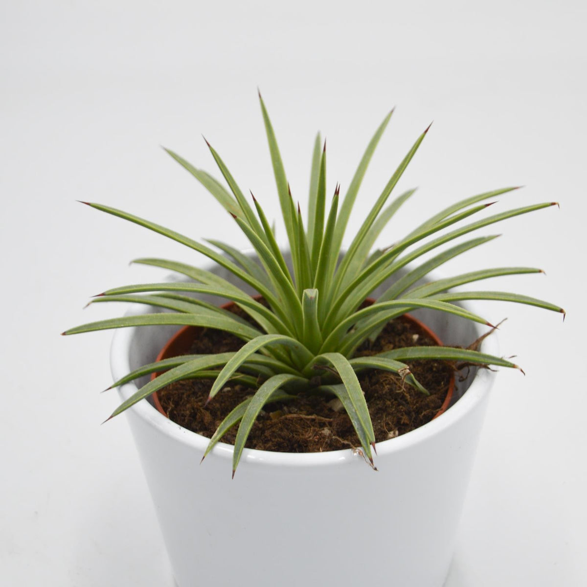 Agave striata v. nana Ø8,5cm