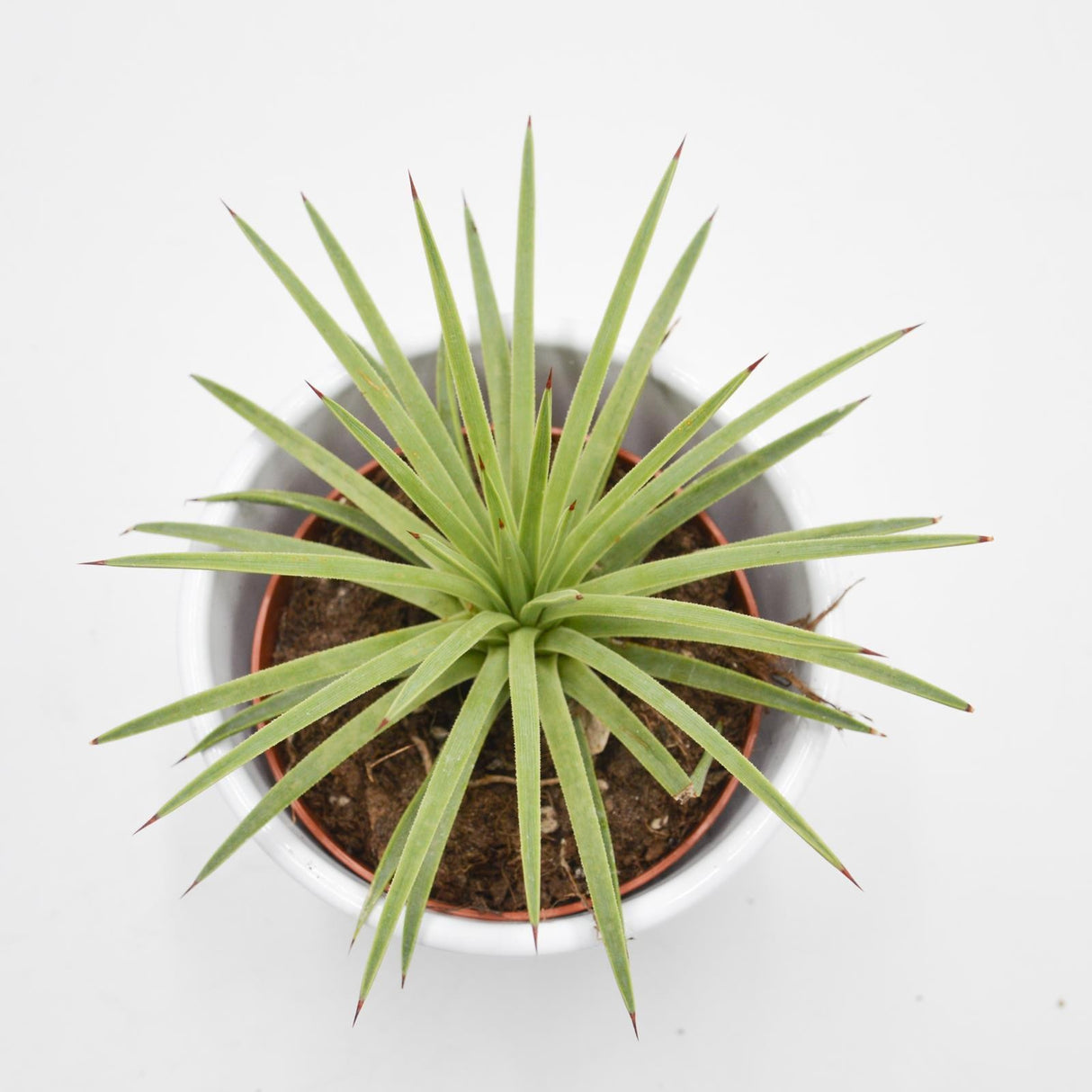 Agave striata v. nana - 8.5cm