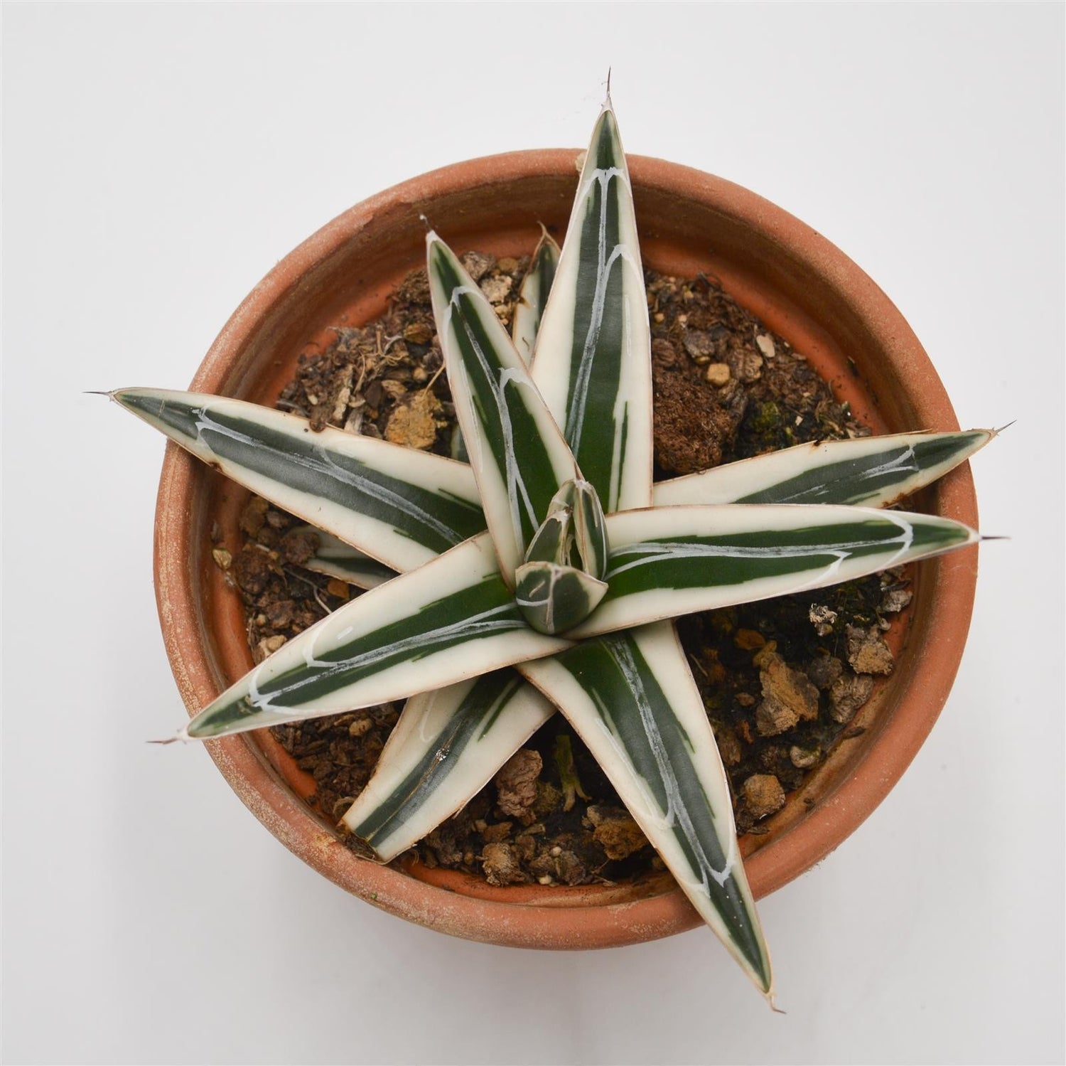 Agave victoriae-reginae White Rhino - 13cm in terracotta pot