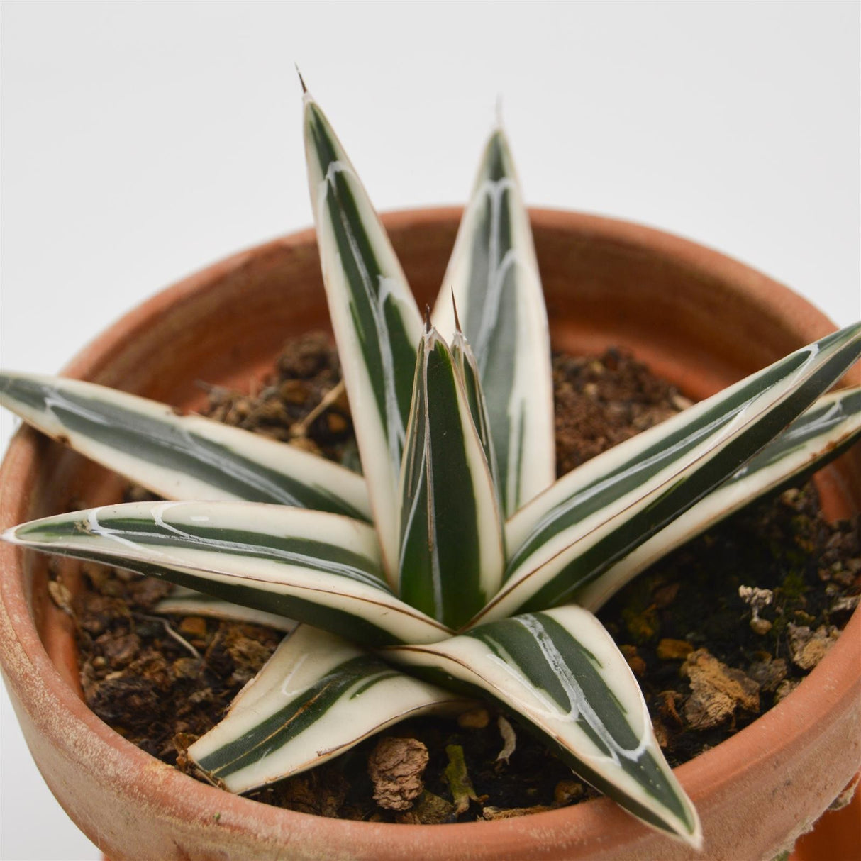 Agave victoriae-reginae White Rhino - 13cm in terracotta pot
