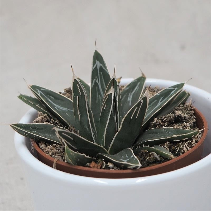 Agave victoriae-reginae - 8.5cm