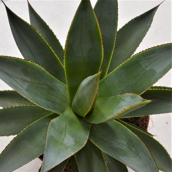 Agave Shaka Zulu - 15cm