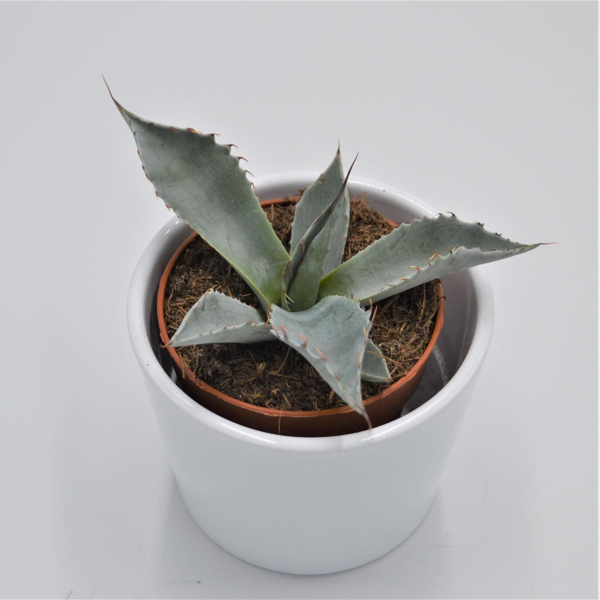 Agave potatorum - 8.5cm