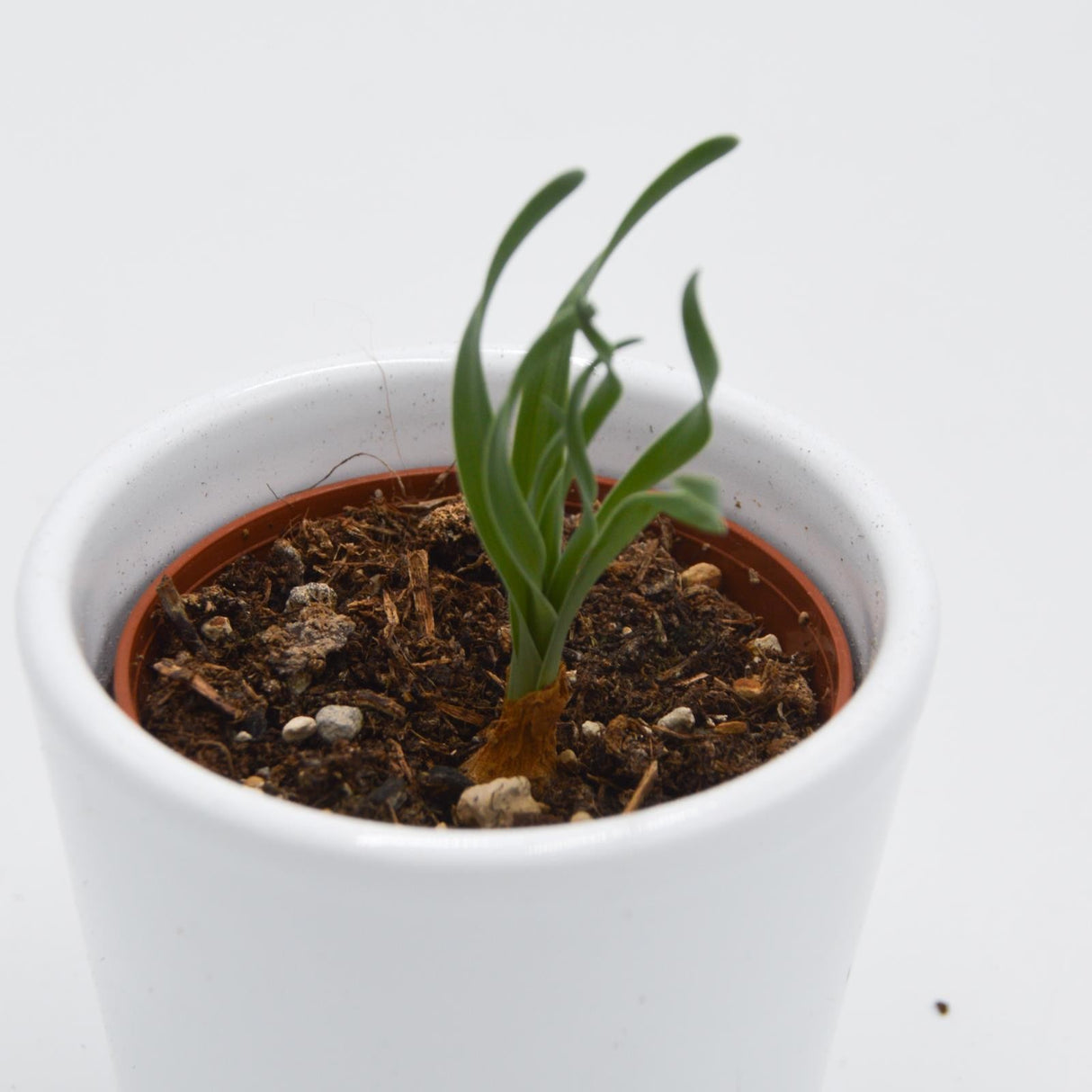 Albuca concordiana - 6cm
