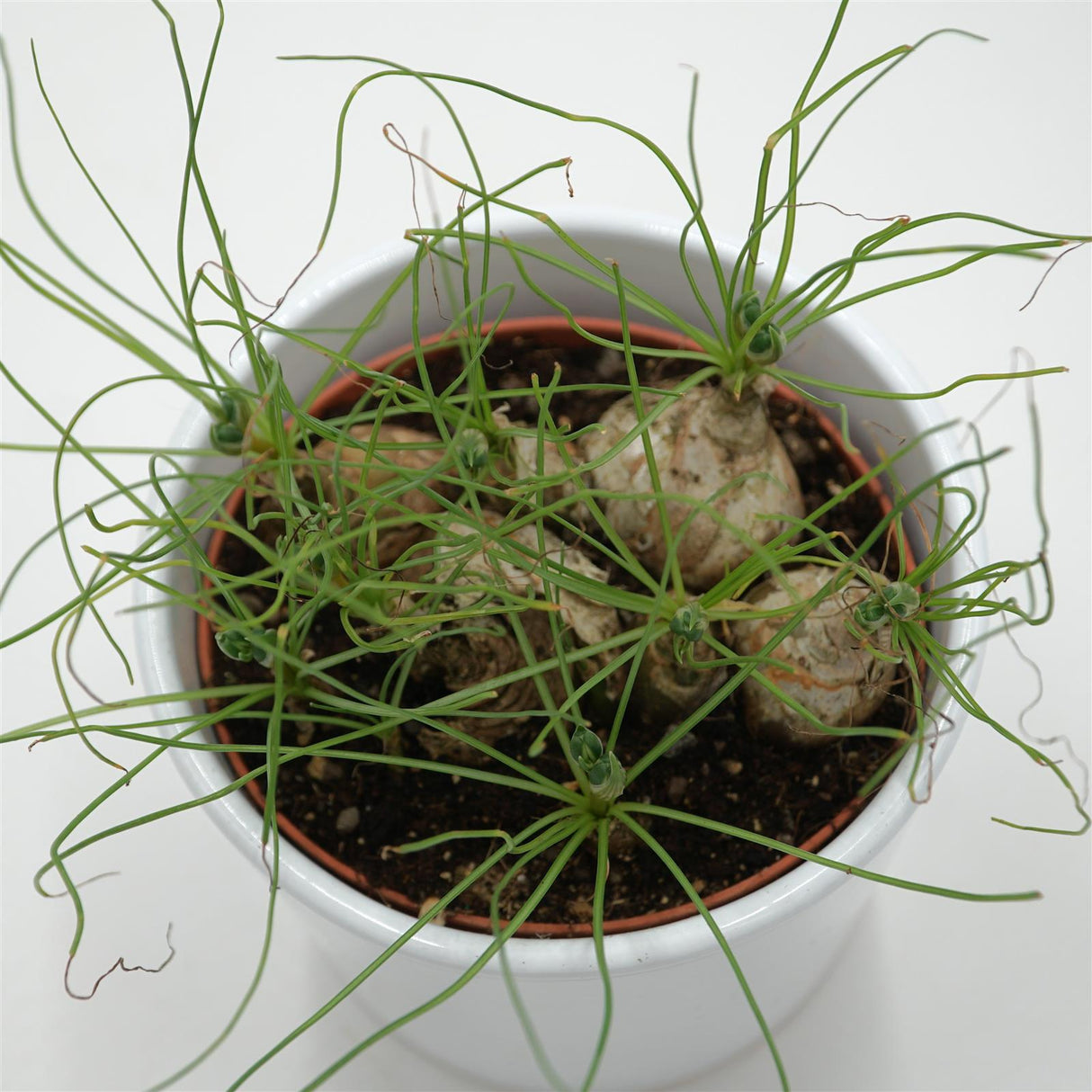 Albuca humilis spec. Cradock Hil - 10,5cm