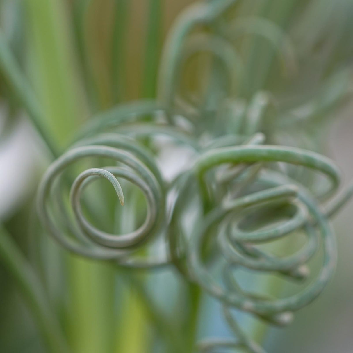 Albuca spiralis Fizzle Sizzle - 8,5cm