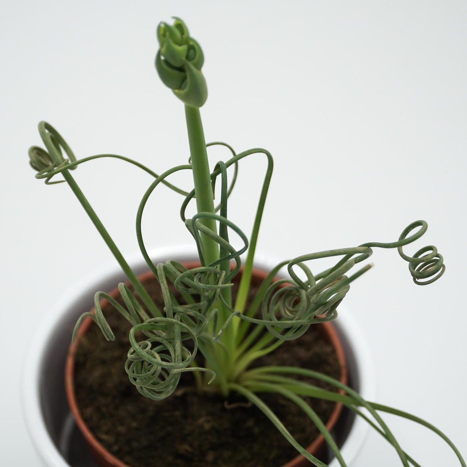 Albuca spiralis Fizzle Sizzle - 8.5cm