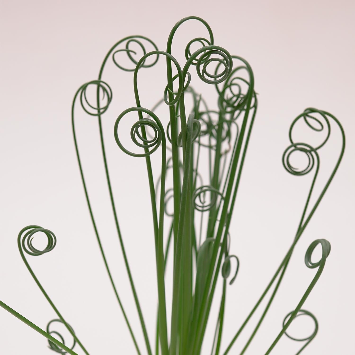 Albuca spiralis Fizzle Sizzle - 10.5cm