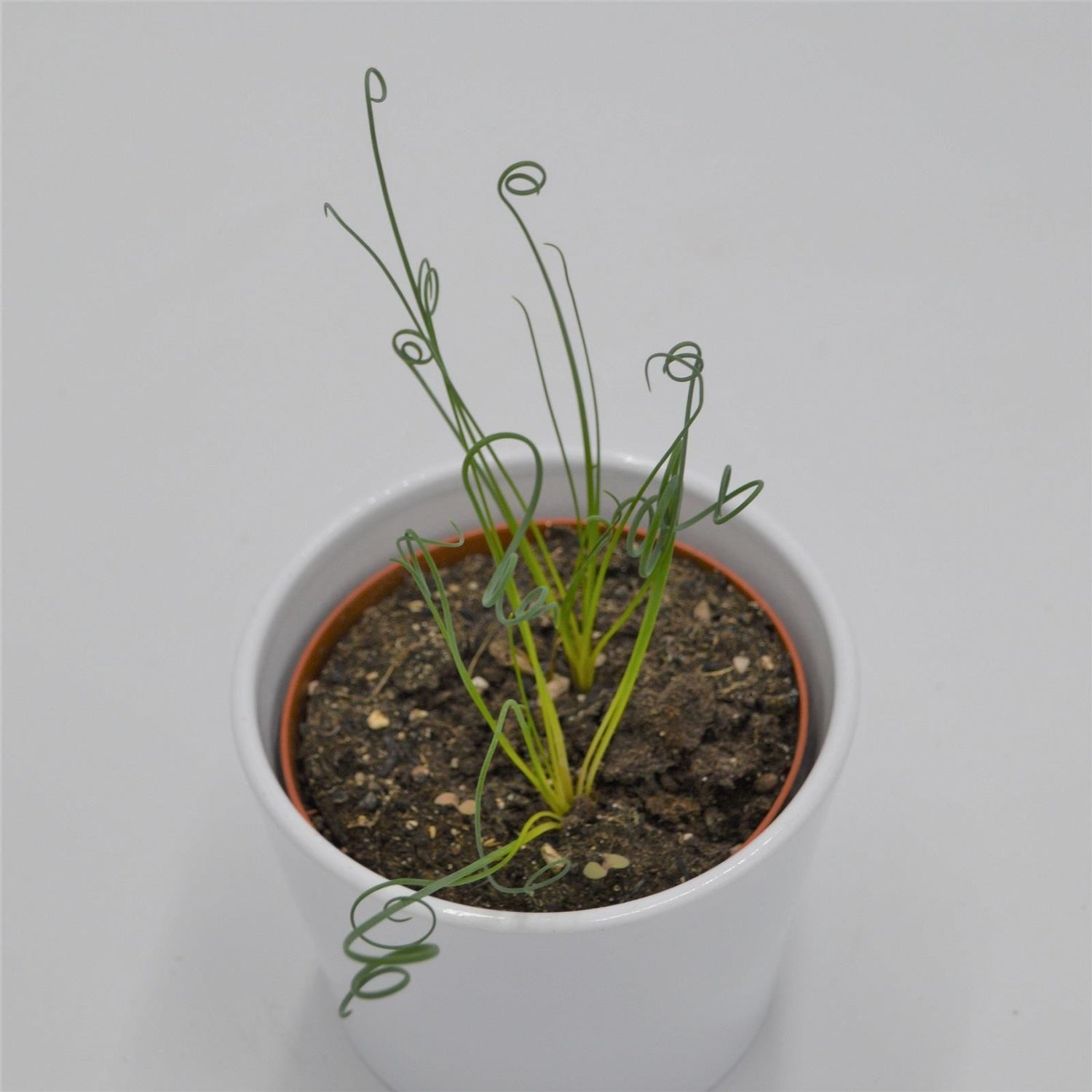 Albuca spiralis Fizzle Sizzle - 10.5cm