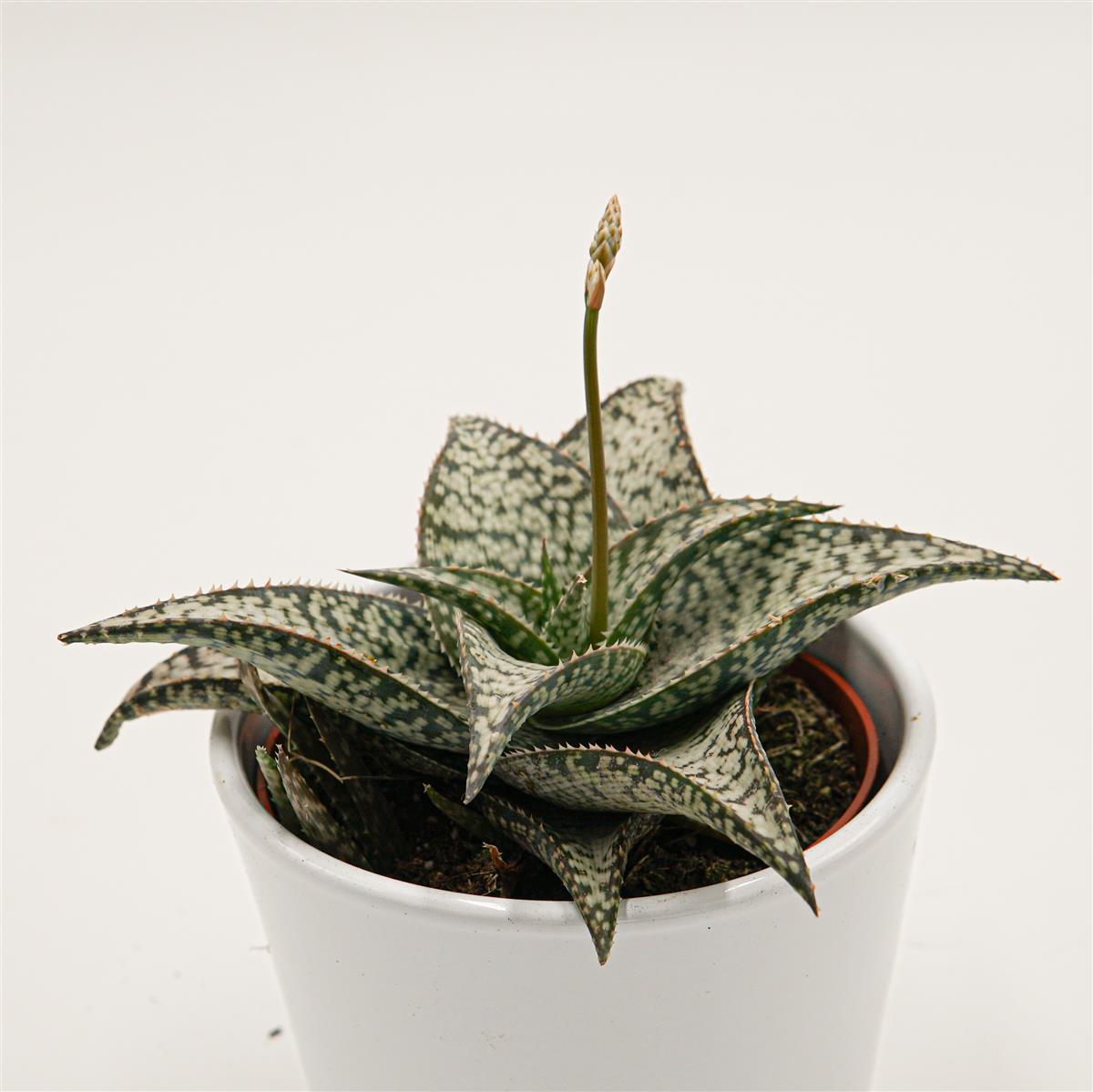 Aloe aculeata Wilderness - 10.5cm